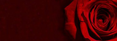 Kırmızı gül. Kırmızı gül koyu bir arka planda izole edilmiş. Ahşap arka planda izole kırmızı gül. Çiçek arkaplan. Çiçekler yakın plan. Çılgınlık ve sevgililik. Gül yaprakları..