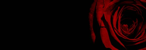 Силуэт Обнаженной Женщины Абстрактном Фоне Красной Розой Лесбиянка Занимается Любовью — стоковое фото