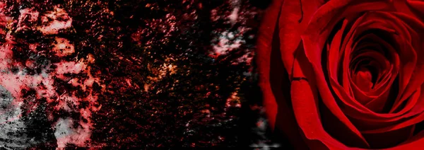 Silhueta Uma Mulher Nua Fundo Abstrato Com Rosa Vermelha Lésbicas — Fotografia de Stock