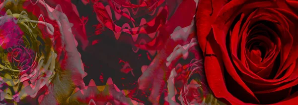 Σιλουέτα Μιας Γυμνής Γυναίκας Ένα Αφηρημένο Φόντο Κόκκινο Τριαντάφυλλο Λεσβίες — Φωτογραφία Αρχείου