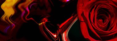 Kırmızı gül. Kırmızı gül koyu bir arka planda izole edilmiş. Kırmızı gül soyut bir arkaplanda izole edilmiş. Kırmızı gül ahşap bir arka planda izole edilir. Çiçek arkaplan. Çiçekler yakın plan. Düğün ve Sevgililer Günü.