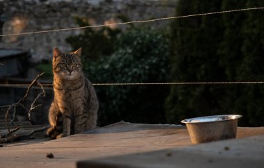 Kahverengi evcil bir kedinin ağızlık sesi. Kedi yukarı bakıyor. Daireli sarı-yeşil bulanık arkaplan.