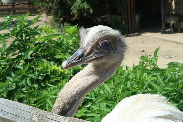 Close up Portrait of Nandu. Greater rhea. — Stock Photo, Image