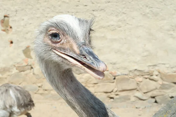 Close up Portrait of Nandu. Greater rhea. — Stock Photo, Image