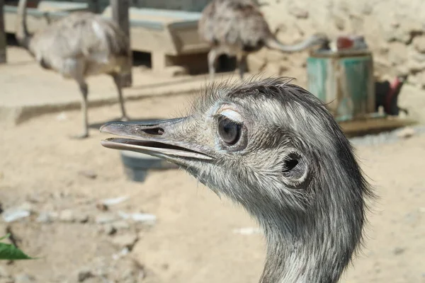 Feche o Retrato de Nandu. Rhea maior. — Fotografia de Stock