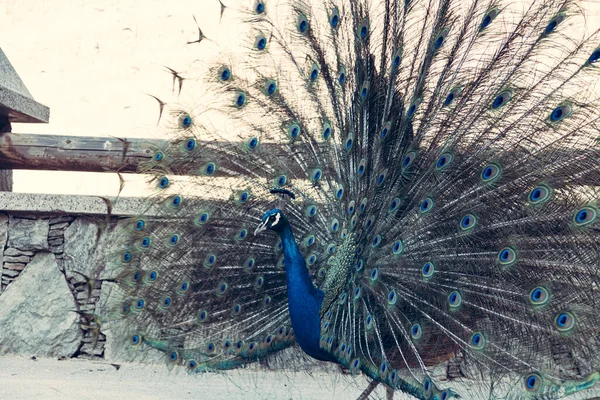 Portrait of beautiful peacock with feathers out — Stock Photo, Image