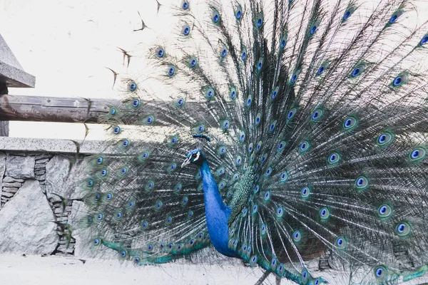 Portrait of beautiful peacock with feathers out — Stock Photo, Image