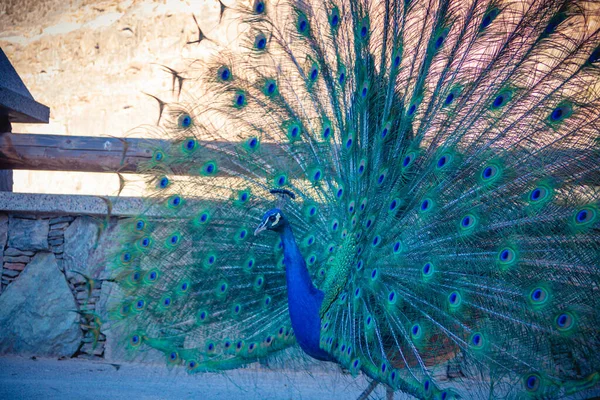 Retrato de belo pavão com penas para fora — Fotografia de Stock