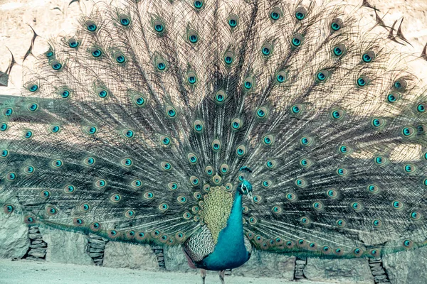 Portrait of beautiful peacock with feathers out — Stock Photo, Image