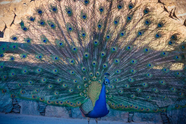 Portrait of beautiful peacock with feathers out — Stock Photo, Image