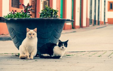 Sokaktaki güzel kedi..