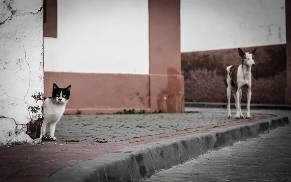 Gato Perro Calle —  Fotos de Stock