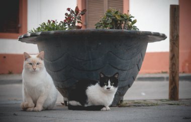 Sokaktaki güzel kedi..