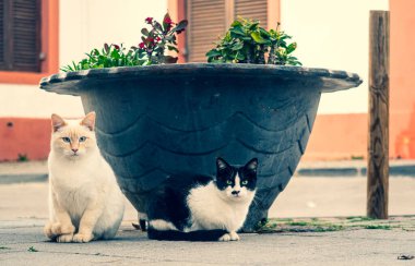 Sokaktaki güzel kedi..