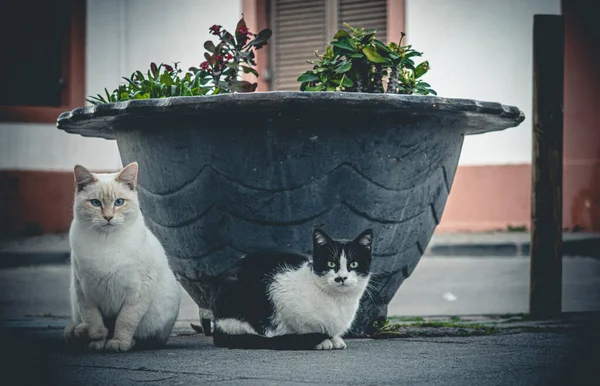 Lindo Gato Calle —  Fotos de Stock