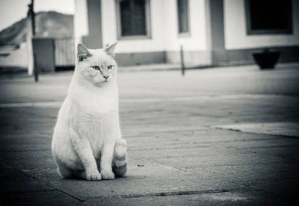 ふわふわの猫が通りを歩いている — ストック写真