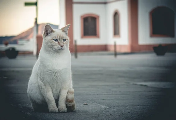 ふわふわの猫が通りを歩いている — ストック写真