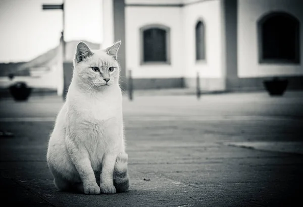 ふわふわの猫が通りを歩いている — ストック写真