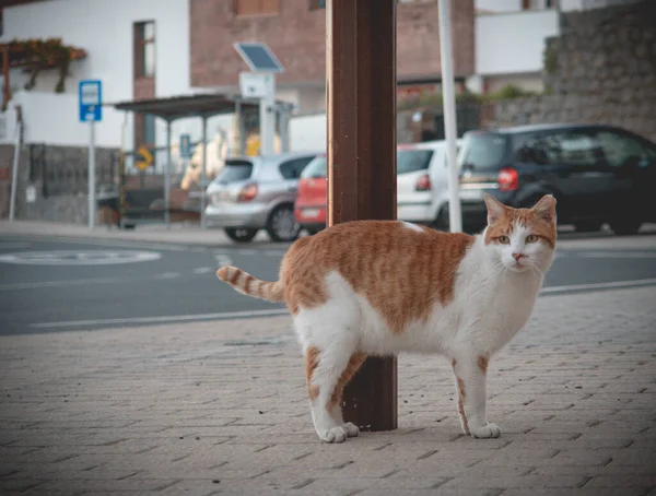 Chlupatá Kočka Kráčí Ulici — Stock fotografie