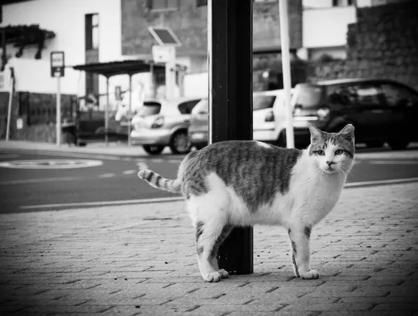 ふわふわの猫が通りを歩いている — ストック写真