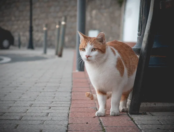 ふわふわの猫が通りを歩いている — ストック写真