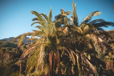 Tirajana mumyalaması Santa Lucia, Büyük Kanarya