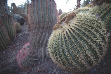 2016 'da Kanarya Adaları' nda çekilen gün ışığı sahnesi devasa kaktüs çeşitliliğini farklı şekillerde, boyutlarda ve uzunluklarda gösteriyor..