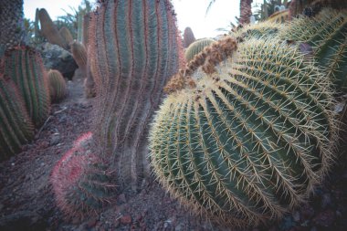2016 'da Kanarya Adaları' nda çekilen gün ışığı sahnesi devasa kaktüs çeşitliliğini farklı şekillerde, boyutlarda ve uzunluklarda gösteriyor..