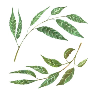 Suluboya söğüt yeşili yapraklar ve dallar elle çizilmiş