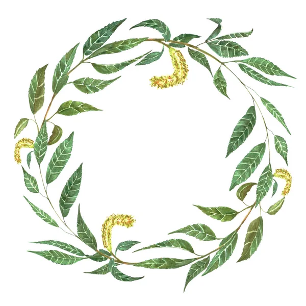 Акварельный Ивовый Зеленый Венок Нарисованный Вручную — стоковое фото