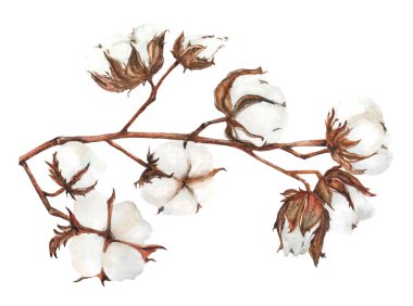 El yapımı suluboya pamuk çizimi