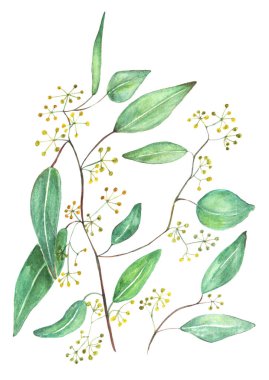 Yapraklı suluboya botanik populus üzümü. El yapımı okaliptüs aromalı bitkiler beyaz arka planda izole edilmiş dallar.