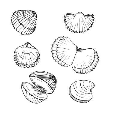 El yapımı deniz kabuğu vektörü davetiyeler, kumaş, tekstil, posterler, baskılar, afişler için mükemmel ayarlandı