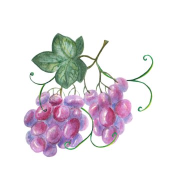 Sarmaşığa yapraklı üzümlerin elle çizilmiş suluboya çizimi. Tasarım, baskı, kumaş veya arkaplan, davet, düğün veya tebrik kartı tasarımı.