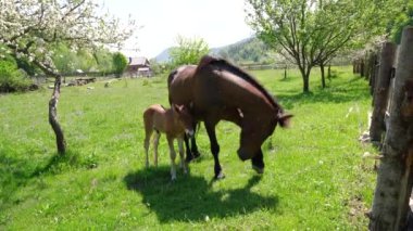 Yetişkin bir at ve genç bir tay, dağlık bir arazide canlı yeşil bir çayırda yan yana otlar.