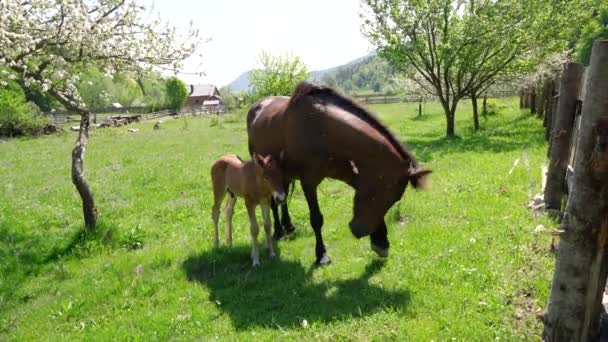 大人の馬と若いフォームグレイズサイドは 山の景色が近い活気に満ちた緑色の牧草地に隣接しています — ストック動画