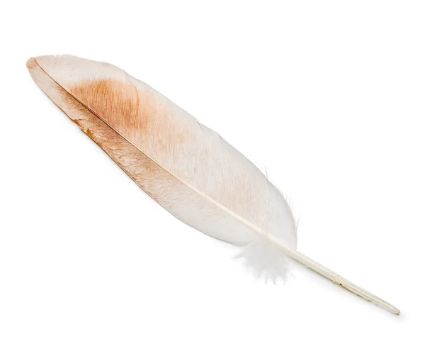 Bird feather — Stock Photo, Image