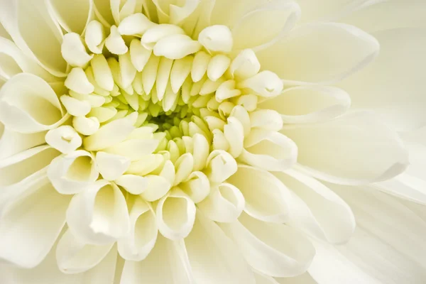 Chrysanthemum — Stock Photo, Image