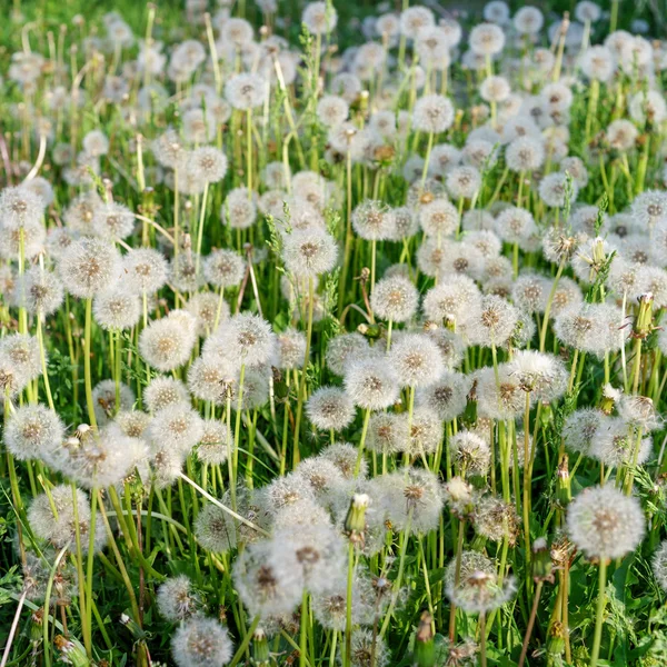 Dandelion — Stock Photo, Image