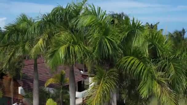 Een palm boom — Stockvideo