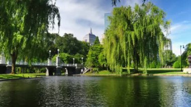 Suyun yanında bir ağaç.