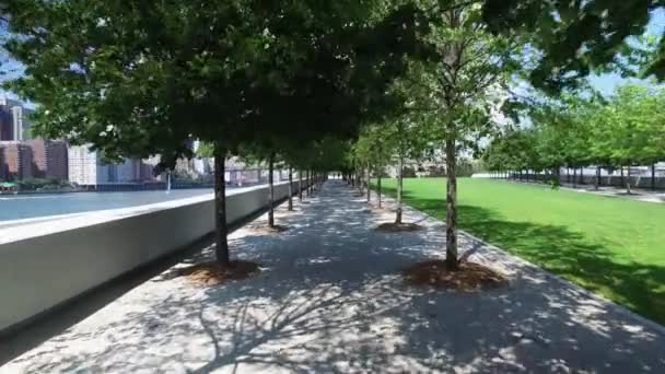 Parkta bir ağaç — Stok video