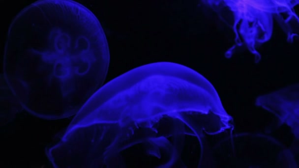 Medúzy medúzy v modrém akváriu — Stock video