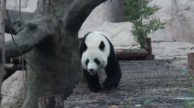 Hayvanat bahçesindeki bir panda