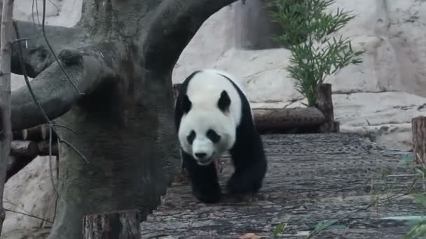 Un orso panda in un recinto dello zoo — Video Stock