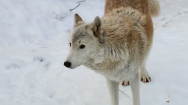 Karda duran bir köpek