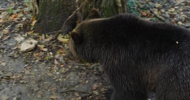 En brun björn tittar på kameran. — Stockvideo