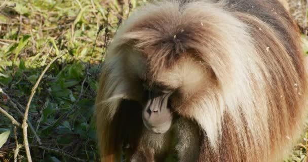 A close up of an animal — Stock Video