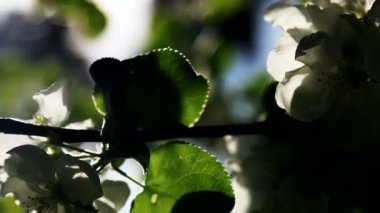 Bir çiçeğe yakın çekim