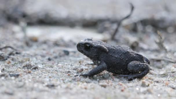 Une grenouille assise sur un rocher — Video